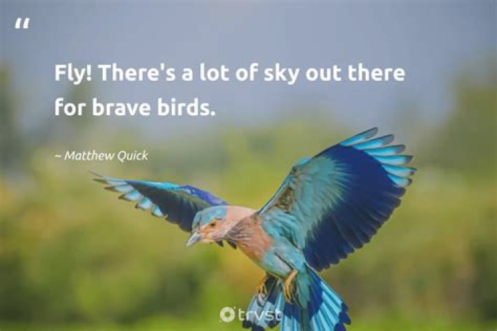 33 Quotes About Birds Flying Free