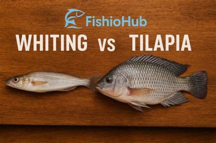 Is Whiting better than tilapia? |