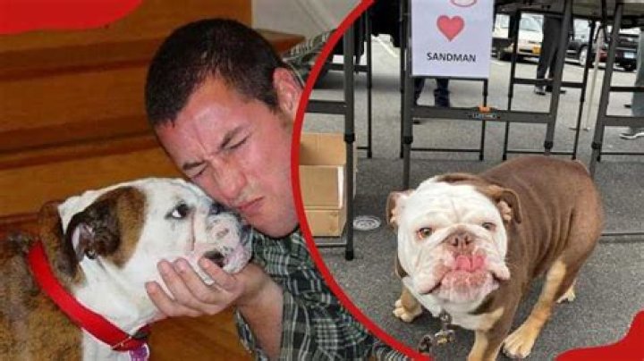 Unleashing The Secrets Of Adam Sandler's Beloved Dog: A Journey Of Discovery