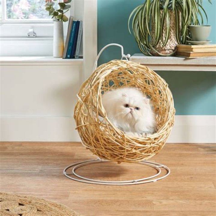 Aldi launches an egg chair just for cats