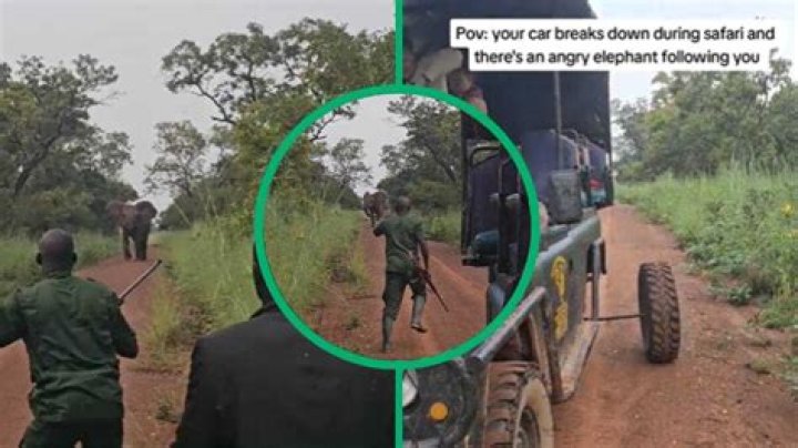 Angry Elephant Has Stranded Safari People Stressing