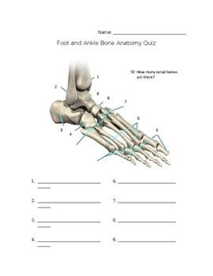 Bones of the Foot Quiz