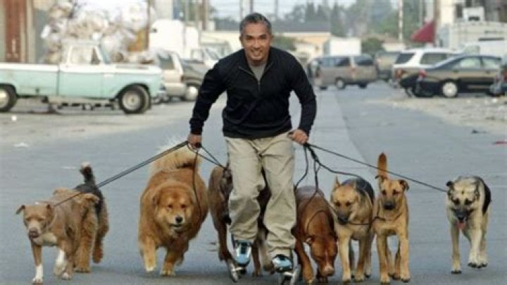Unleash The Secrets Of Cesar Millan's Financial Empire