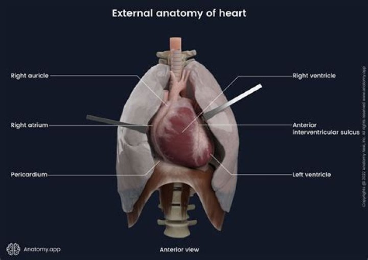 External anterior heart labeling Quiz