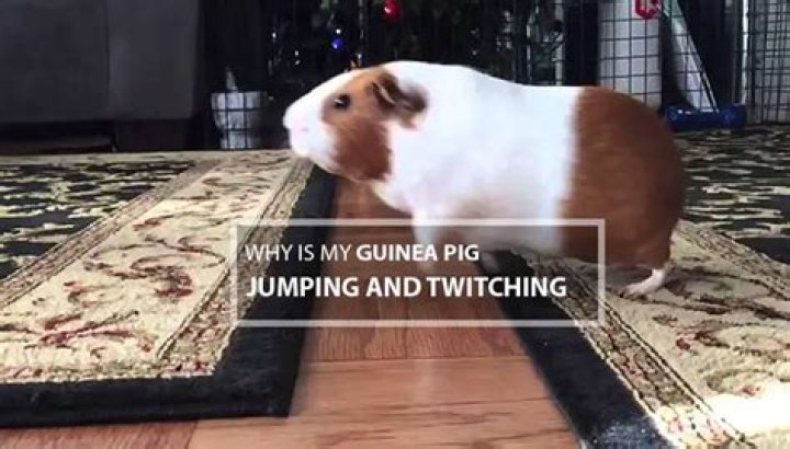 Unveiling The Secrets Behind Guinea Pigs' Energetic Jumps