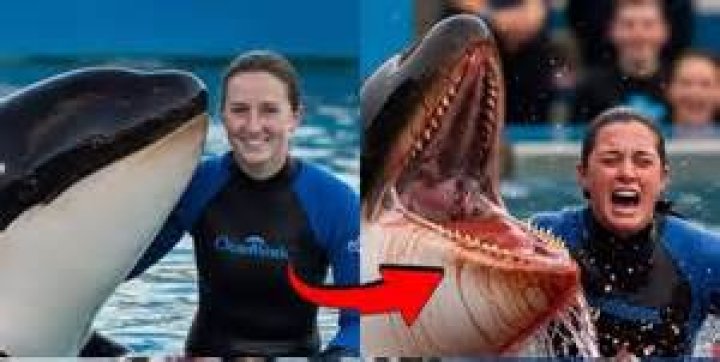 How Did Tilikum Kill SeaWorld Trainer Dawn