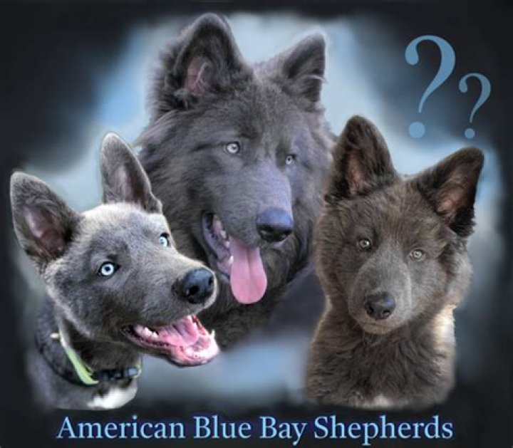 Unveiling The Lifespan Secrets Of Blue Bay Shepherds