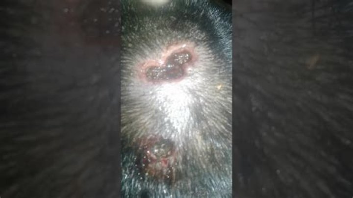 Maggots in Hair Extensions: A Shocking Health Hazard