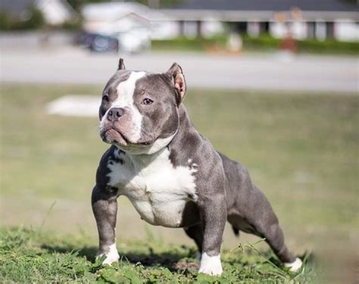 Unleash The Secrets Of Miniature American Bulldogs: A Comprehensive Exploration