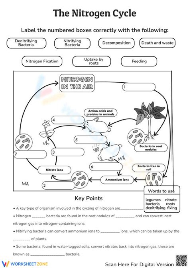 Nitrogen Cycle Matching Printable Worksheet