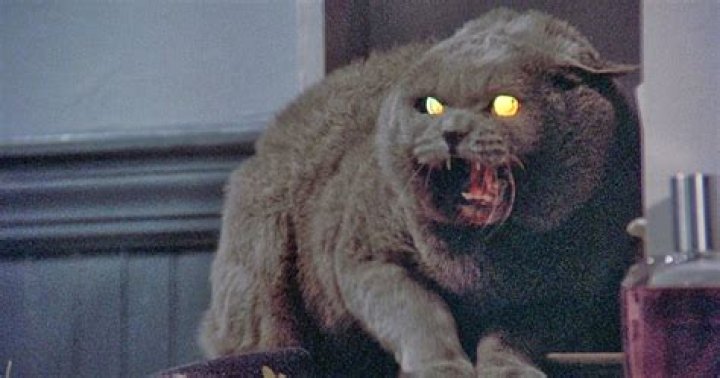 Pet Sematary director says cats who played Church were a 'pack of divas' on set