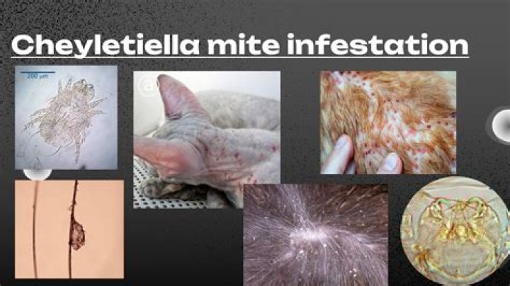 Cheyletiella Mite Bites On Humans Unveiled!