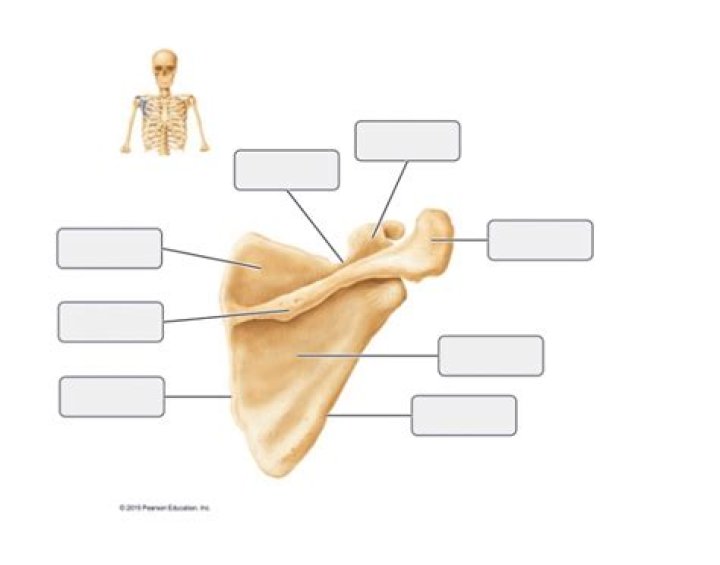 Scapula Labeling 2 Printable Worksheet