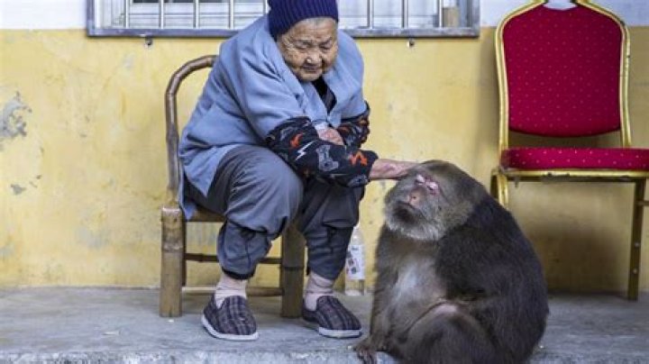 The Impactful Life of Xing Xing Monkey Grandma: A Tribute to Her Legacy