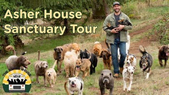 Uncover The Haven For Abandoned Souls: Asher House Animal Sanctuary