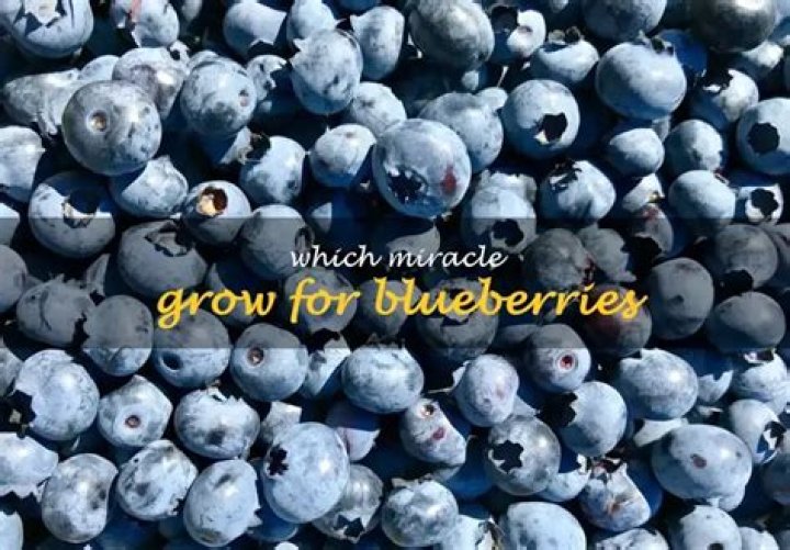 Which Miracle Grow for blueberries? |